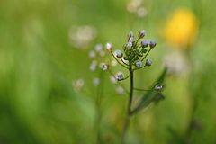 Capsella bursa-pastoris