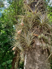 Tillandsia tenuifolia