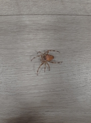 Araneus diadematus
