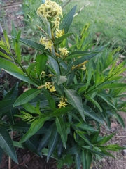 Cestrum laevigatum
