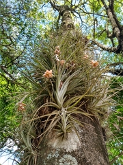 Tillandsia pohliana