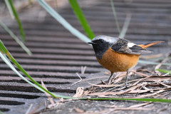 Phoenicurus auroreus