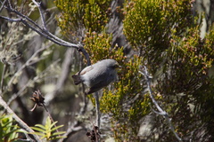 Zosterops borbonicus