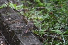 Phoenicurus auroreus