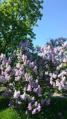 Syringa vulgaris