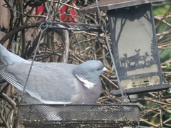Columba palumbus