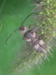 Megacyllene antennata