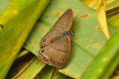 Cissia labe
