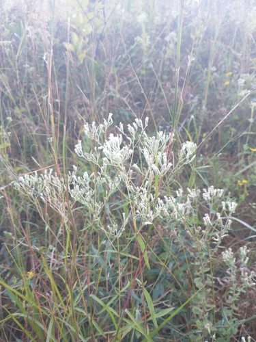Image of Eupatorium leucolepis by no rights reserved