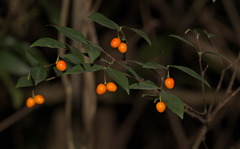 Wikstroemia nutans