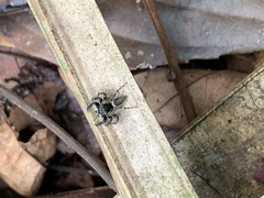 Kalcerrytus