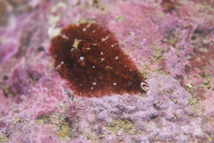 Dolabrifera dolabrifera