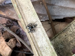Kalcerrytus