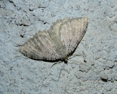 Triphosa sabaudiata