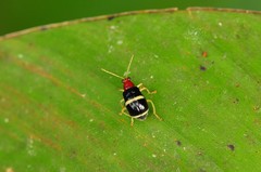 Gynandrobrotica