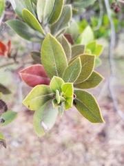 Arctostaphylos tomentosa