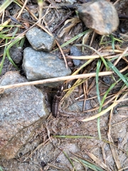 Ocypus aeneocephalus