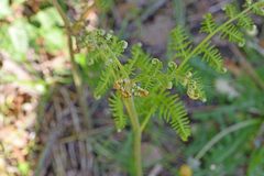 Pteridium aquilinum