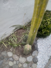 Trichocereus macrogonus