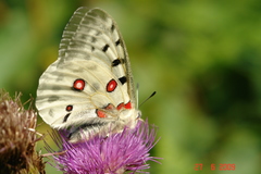 Parnassius apollo
