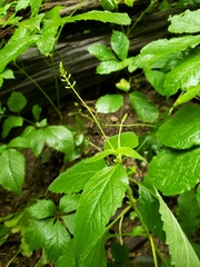 Phryma