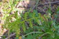 Pteridium aquilinum