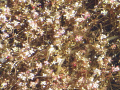 Crassula natans