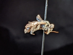 Macrotera