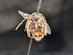 Macrotera