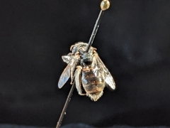 Macrotera