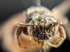 Macrotera