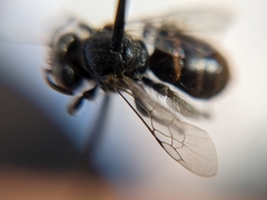 Macrotera