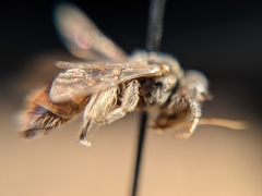 Macrotera