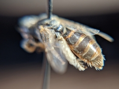 Macrotera