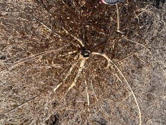 Cycloloma atriplicifolium