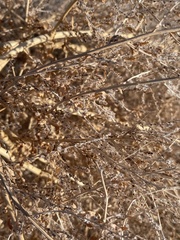 Cycloloma atriplicifolium