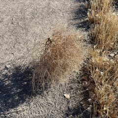 Cycloloma atriplicifolium