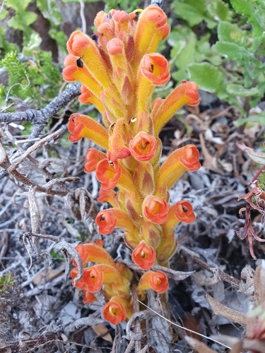 Image of Harveya squamosa by (c) Corli du Toit Smith, some rights reserved (CC BY)