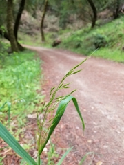 Festuca elmeri