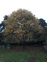 Liriodendron tulipifera