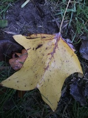 Liriodendron tulipifera