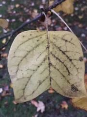 Liriodendron tulipifera