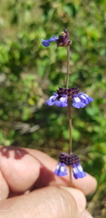 Salvia lasiocephala