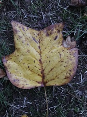 Liriodendron tulipifera