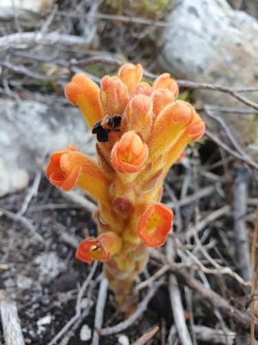 Image of Harveya squamosa by (c) Corli du Toit Smith, some rights reserved (CC BY)