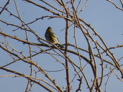 Setophaga coronata