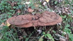 Ganoderma adspersum