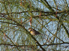 Setophaga coronata
