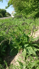 Salvia pratensis