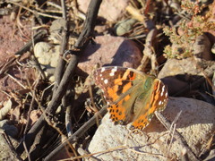 Vanessa cardui